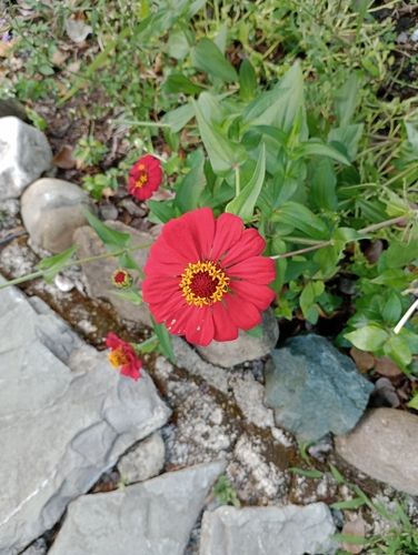 Elegant zinnia (Zinnia elegans)