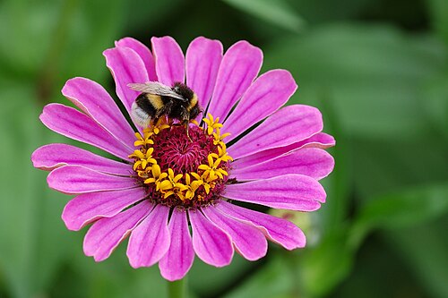 Elegant zinnia: Zinnia ( Zinnia elegans ) with a buff-tailed bumblebee ( Bombus terrestris ) , Picture was taken in a garden in Épinal , France