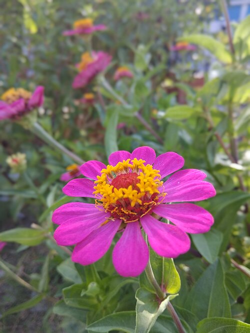 Elegant zinnia: Zinnia elegans