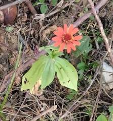 Zinnia elegans (Zinnia elegans)