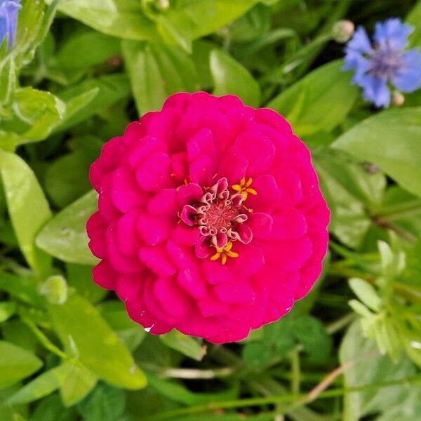 Zinnia elegans (Zinnia elegans)
