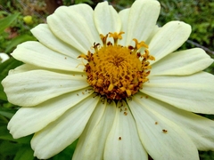 Zinnia elegans (Zinnia elegans)