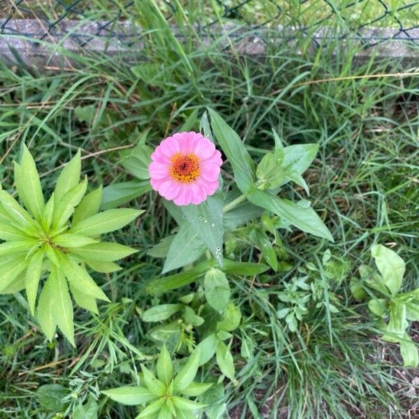Zinnia elegans (Zinnia elegans)