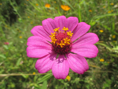 Zinnia elegans (Zinnia elegans)