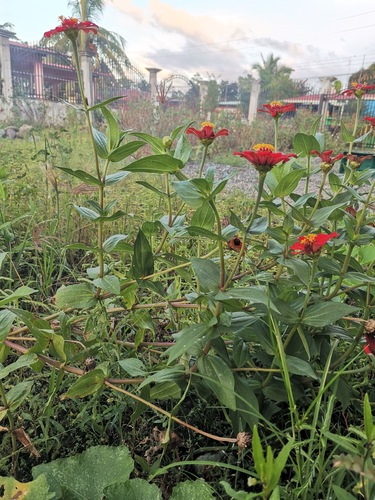 Zinnia elegans (Zinnia elegans)