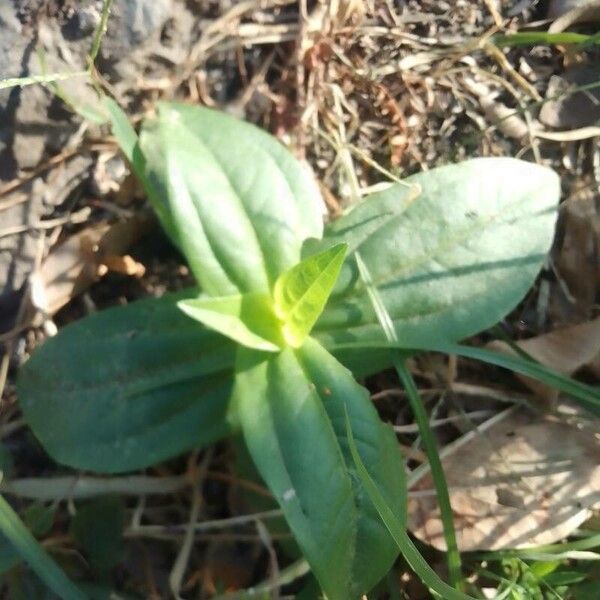 Zinnia elegans (Zinnia elegans)