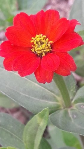 Peruvian zinnia