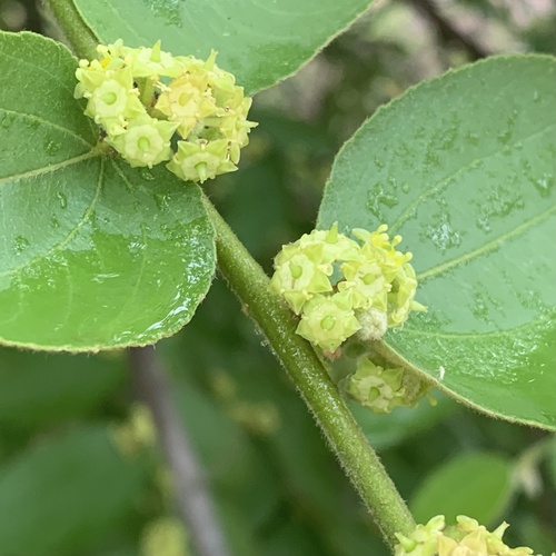 Ziziphus abyssinica (Ziziphus abyssinica)