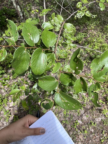 Ziziphus abyssinica (Ziziphus abyssinica)