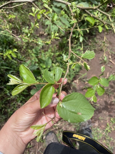 Ziziphus abyssinica (Ziziphus abyssinica)