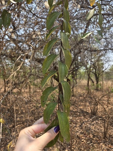 Ziziphus abyssinica (Ziziphus abyssinica)