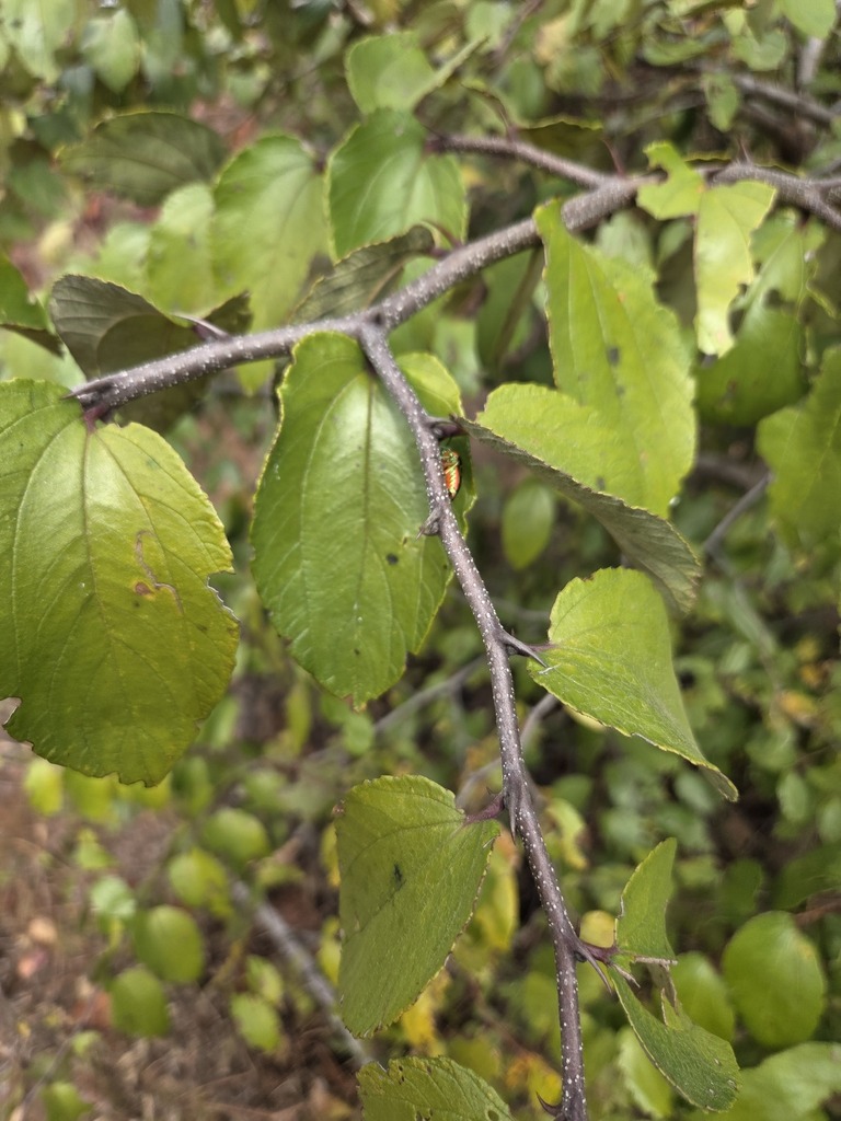 Ziziphus abyssinica (Ziziphus abyssinica)