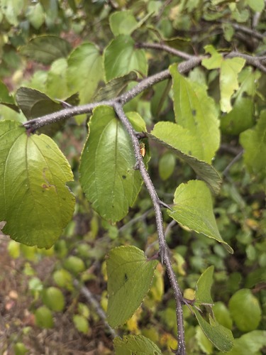 Ziziphus abyssinica (Ziziphus abyssinica)