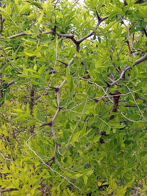 Chinese dates: Ziziphus jujuba (Jinjolero, azufaifo) - Ramas jóvenes con renuevos. - Cultivado, circa de Lo Gil, Albatera (Provincia de Alicante, España).