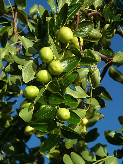 Chinese dates: Ziziphus jujuba (Jinjolero, azufaifo) - Frutos inmaduros in situ . - Cultivado, Camino de la Azarbe de Patricio, Albatera (Provincia de Alicante, España).