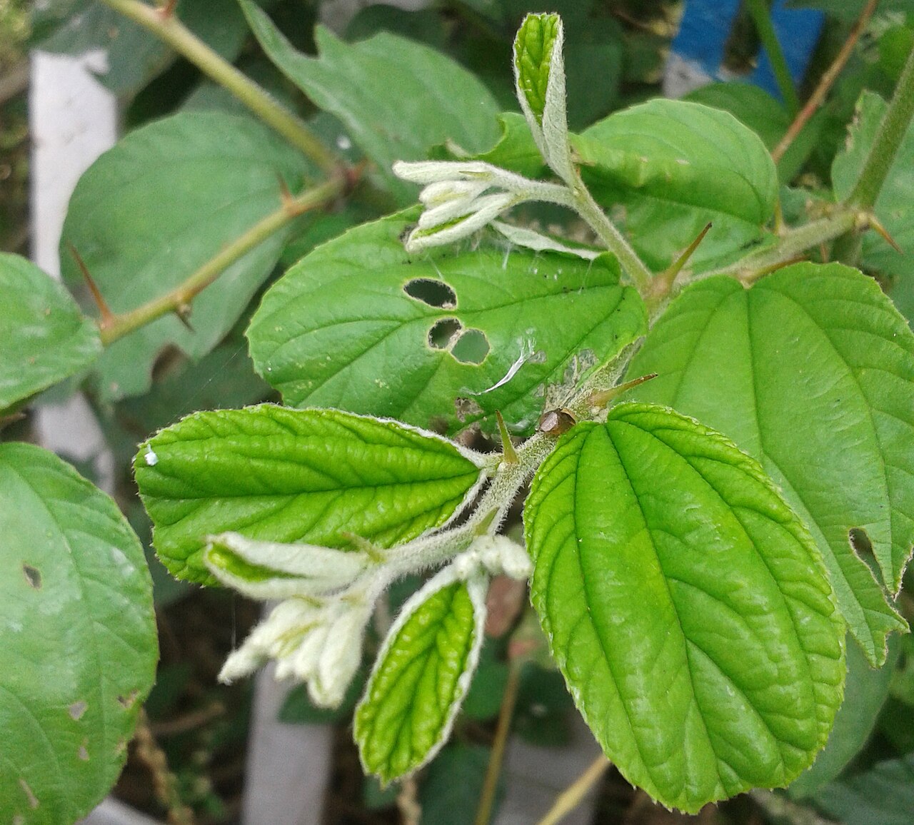 Chinese dates: (Ziziphus mauritiana) Foliage at Ammuguda Railway Station, Hyderabad