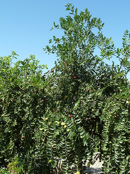 Chinese dates: Ziziphus jujuba (Jinjolero, azufaifo) - Vista general. - Cultivado, Camino de la Azarbe de Patricio, Albatera (Provincia de Alicante, España).