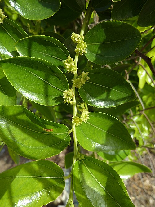 Chinese dates: Ziziphus jujuba (Jinjolero, azufaifo) - Flores en antesis. - Cultivado, Camino de la Azarbe de Patricio, Albatera (Provincia de Alicante, España).