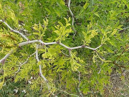 Chinese dates: Ziziphus jujuba (Jinjolero, azufaifo) - Rama joven con renuevos. - Cultivado, circa de Lo Gil, Albatera (Provincia de Alicante, España).