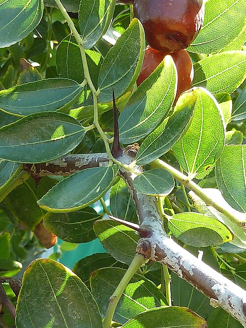 Chinese dates: Ziziphus jujuba (Jinjolero, azufaifo) - Hojas y rama espinosa. - Cultivado, La Huerta, Albatera (Provincia de Alicante, España).