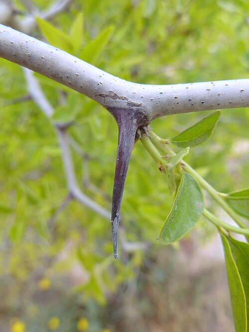 Chinese dates: Ziziphus jujuba (Jinjolero, azufaifo) - Rama joven con espina nodal/axilar. - Cultivado, circa de Lo Gil, Albatera (Provincia de Alicante, España).