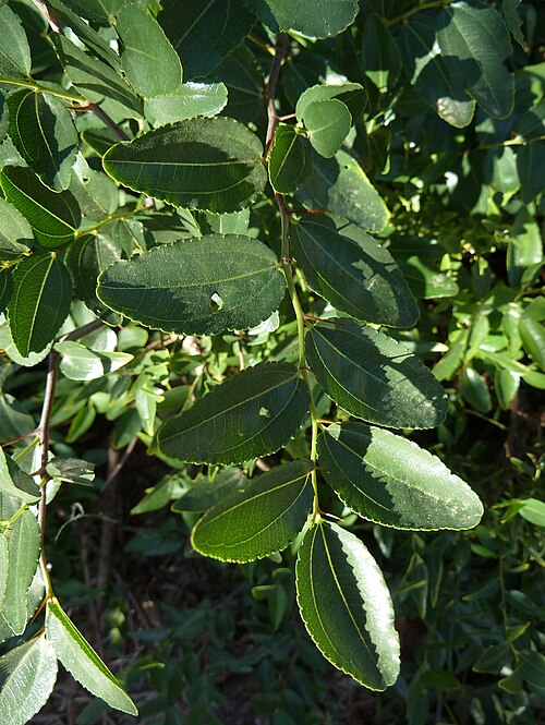 Chinese dates: Ziziphus jujuba (Jinjolero, azufaifo) - Hojas. - Cultivado, Camino de la Azarbe de Patricio, Albatera (Provincia de Alicante, España).