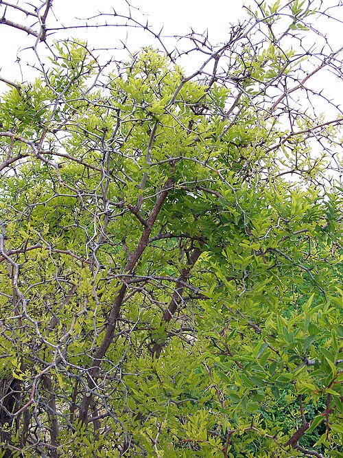 Chinese dates: Ziziphus jujuba (Jinjolero, azufaifo) - Vista de conjunto. - Cultivado, circa de Lo Gil, Albatera (Provincia de Alicante, España).