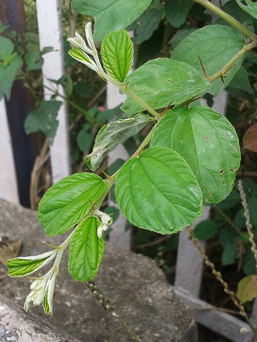 Chinese dates: (Ziziphus jujuba) Foliage at Ammuguda Railway Station, Hyderabad