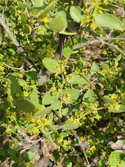 Lotus (Ziziphus lotus)