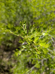 Lotus (Ziziphus lotus)