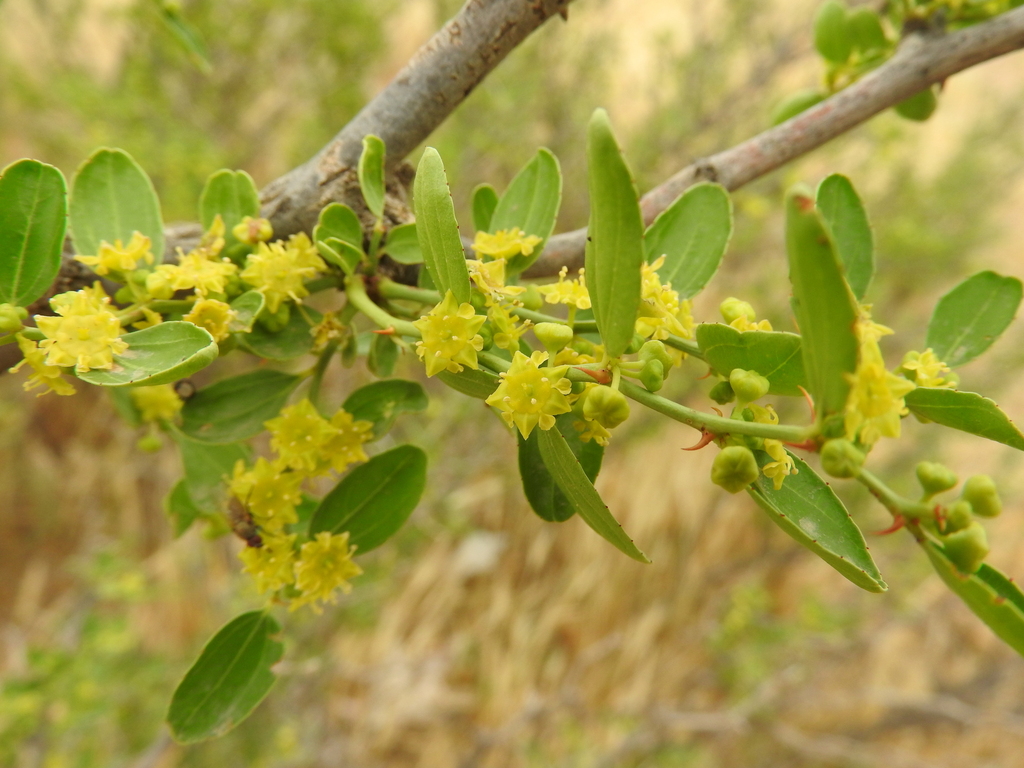 Lotus (Ziziphus lotus)