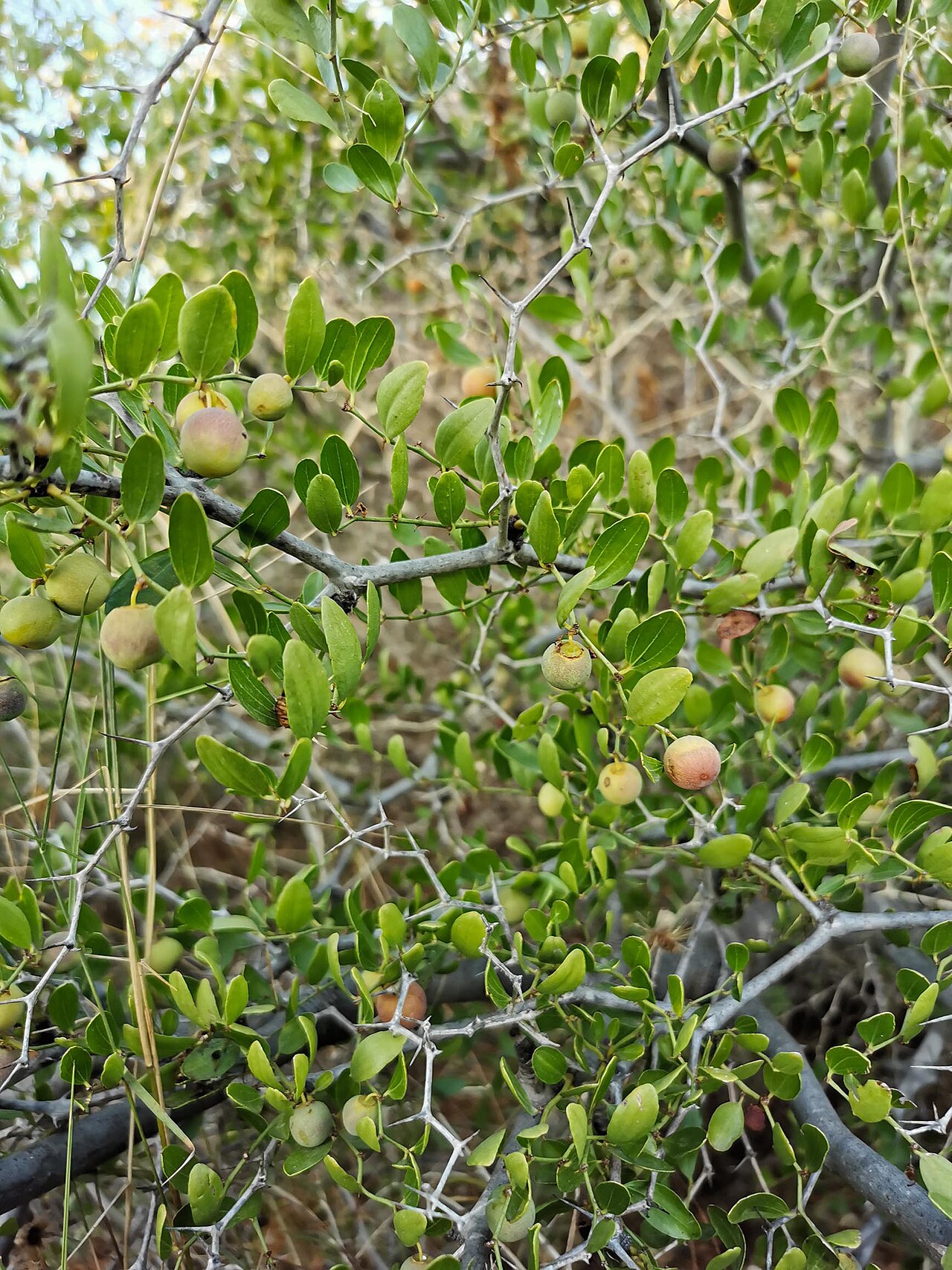 Lotus: Frutos de azufaifo ( Ziziphus lotus ) a finales de septiembre en el cabezo de San Ginés, en la sierra minera de Cartagena-La Unión.