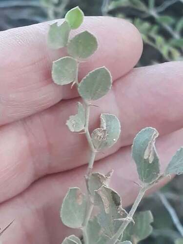 Lotus (Ziziphus lotus)