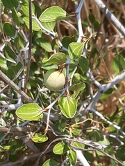 Lotus (Ziziphus lotus)