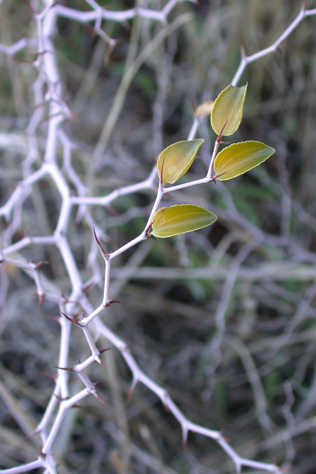 Lotus: Ziziphus lotus (L.) Lam., detail, Mevo Hama, Golan Heights, Syria, November 8, 2006.