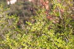Lotus (Ziziphus lotus)