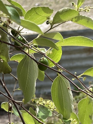 Indian jujube (Ziziphus mauritiana)