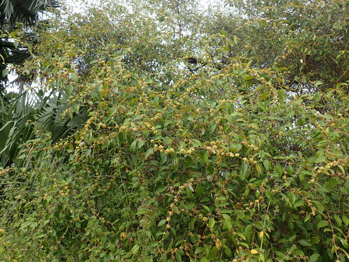 Indian jujube (Ziziphus mauritiana)