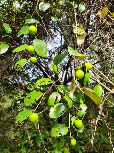 Indian jujube (Ziziphus mauritiana)