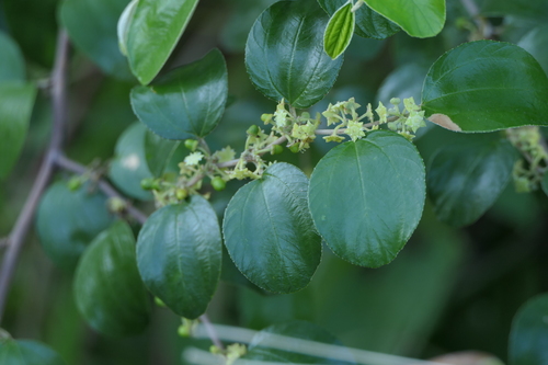 Indian jujube (Ziziphus mauritiana)