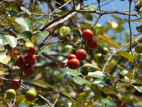Indian jujube (Ziziphus mauritiana)