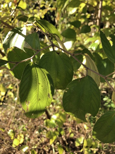 Indian jujube (Ziziphus mauritiana)