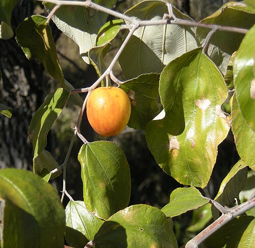 Indian jujube: Ziziphus mauritiana fruit and foliage, Mount Archer National Park, Rockhampton