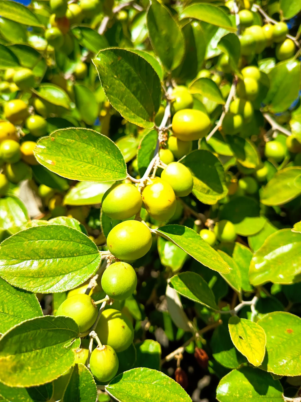 Indian jujube: Rameau de jujubier (Ziziphus mauritiana) portant des jujubes en phase de maturation. Les fruits, encore verts et lisses, se développent au cœur d'un feuillage d