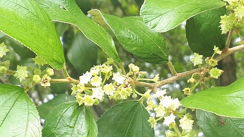Indian jujube (Ziziphus mauritiana)