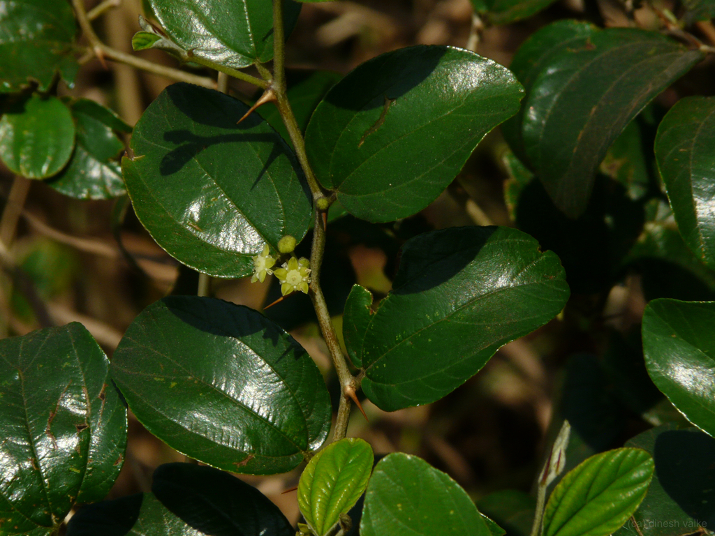 Indian jujube (Ziziphus mauritiana)