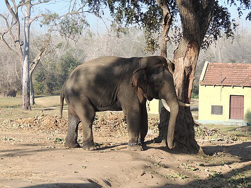 Indian jujube: A captive tusker of Bandipur Tiger Reserve chained to a very large Zizyphus mauritiana tree.