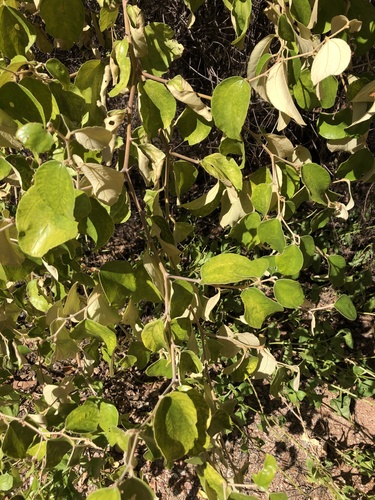 Indian jujube (Ziziphus mauritiana)