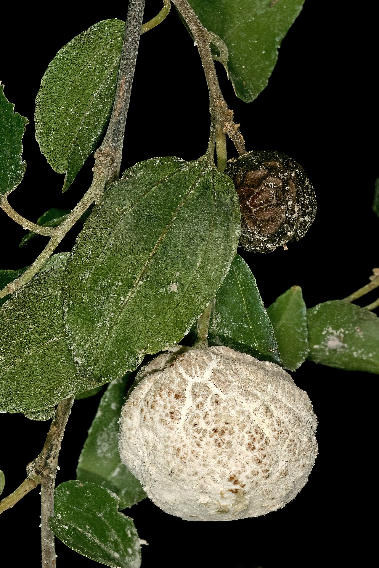 Buffalo thorn: Ziziphus mucronata , normal fruit, and fruit infected by the gall-forming fungus Coniodictyum chevalieri (Cryptobasidiaceae, Exobasidiales, Ustilaginomycetes, B