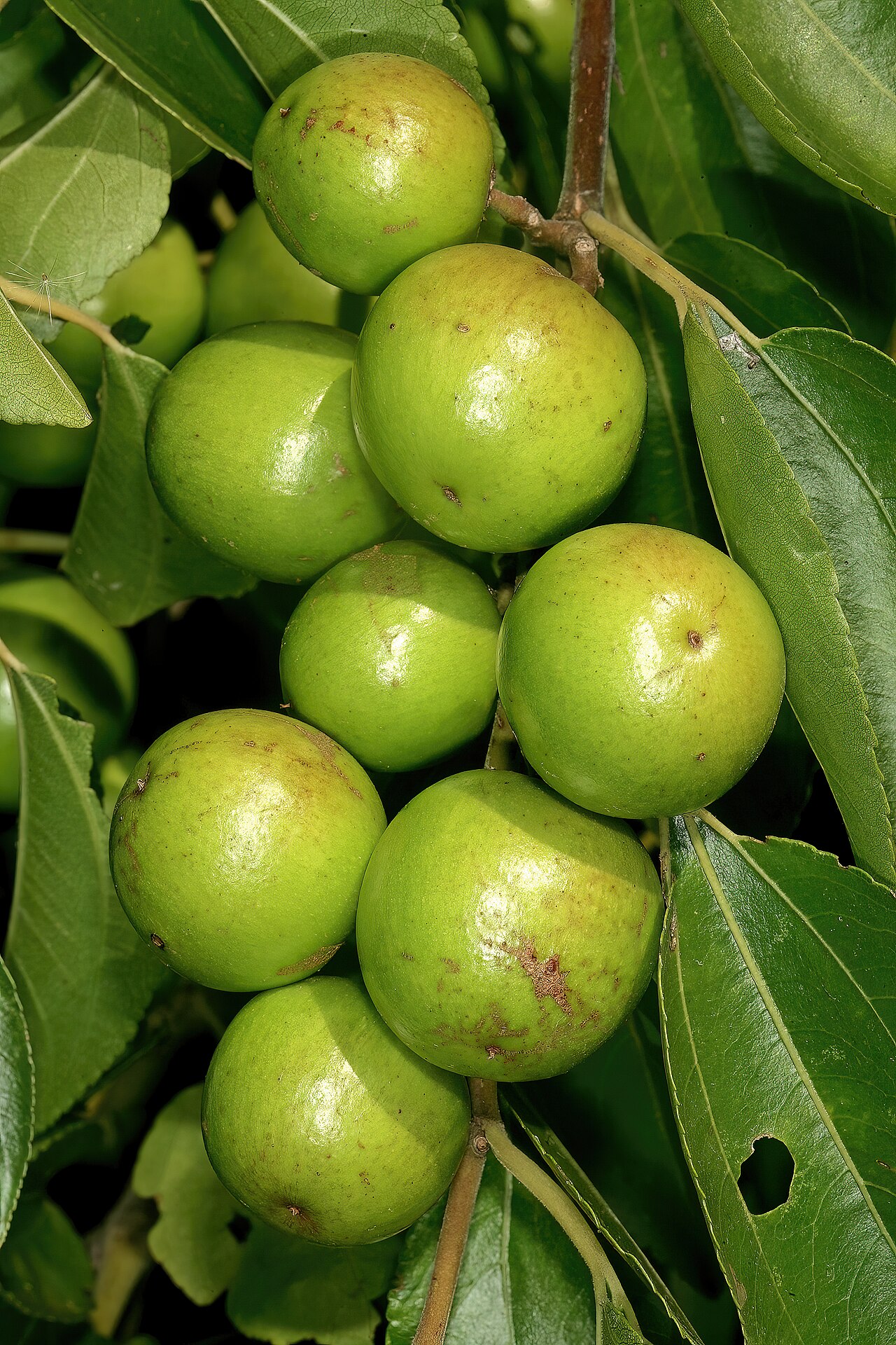Buffalo thorn: Ziziphus mucronata , developing fruit; Faerie Glen Nature Reserve, Pretoria, Gauteng, South Africa